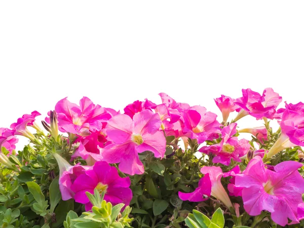 Roze petunia bloem geïsoleerd — Stockfoto