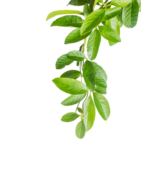 Blätter der Schlingpflanze isoliert — Stockfoto