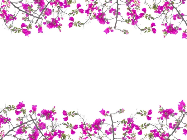 Pink Bougainvillea flower frame — Stock Photo, Image