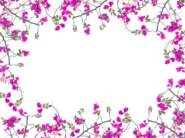 Pink Bougainvillea flower frame — Stock Photo, Image