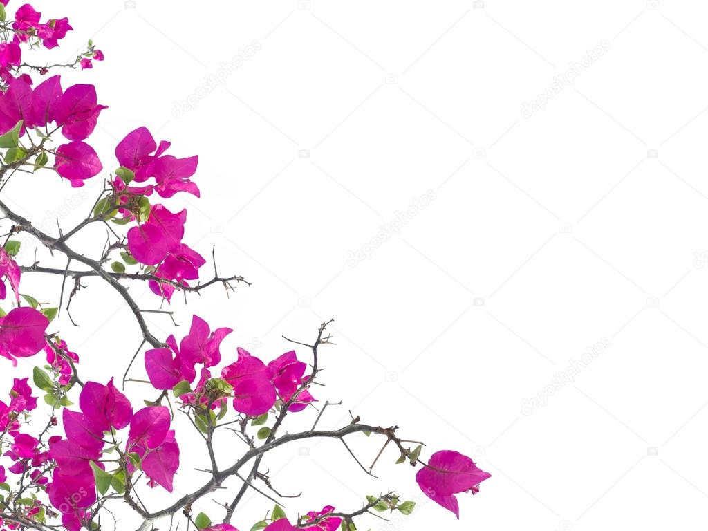 pink petunia flower isolated