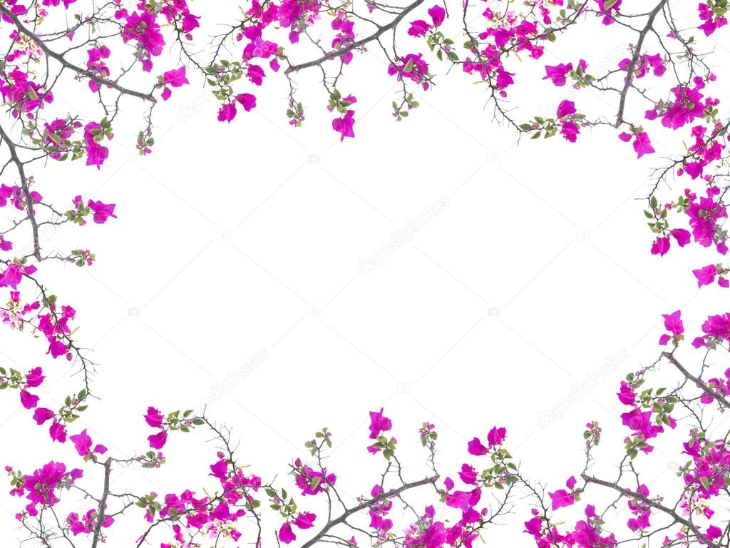 Pink Bougainvillea flower frame