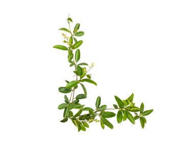 Sarmaşık çiçek izole kümesi