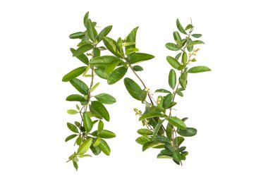 Alfabe sarmaşık çiçek izole