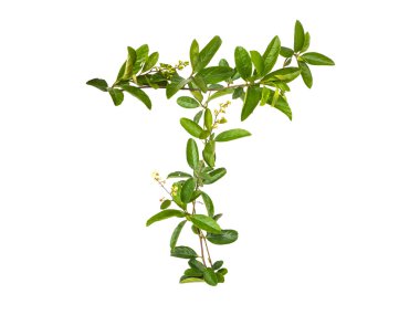 Alfabe sarmaşık çiçek izole 