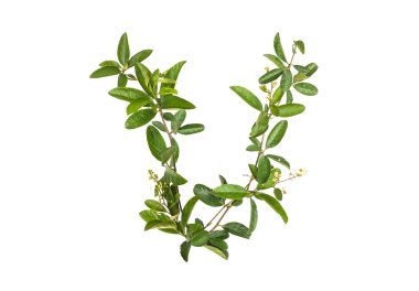 Alfabe sarmaşık çiçek izole