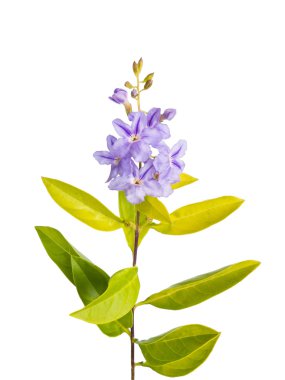 Yeşil yaprakları ile küçük mor çiçek