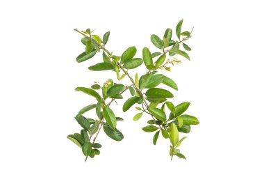 Sarmaşık çiçek izole kümesi 