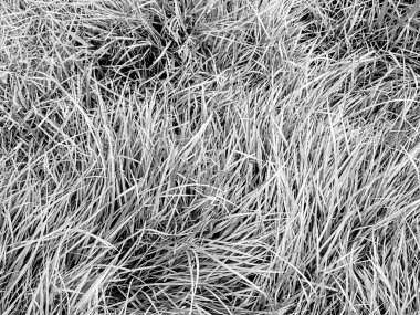 küçük çiçekli yeşil çimen