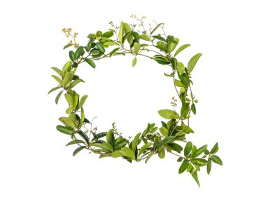 Alfabe sarmaşık çiçek izole