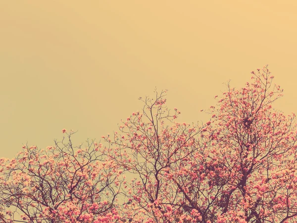 Růžový květ (Tabebuia chrysotricha) — Stock fotografie