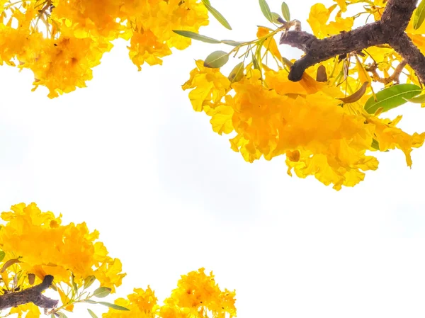 Закрыть желтый цветок на белом фоне — стоковое фото