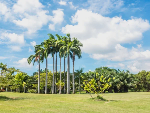 Palm tree skupina v parku — Stock fotografie