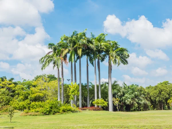 Palm tree group in the park — Stock Photo, Image