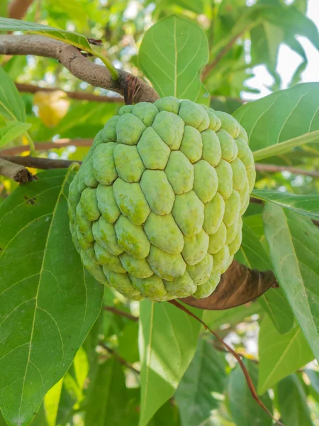 Frutas de maçã — Fotografia de Stock