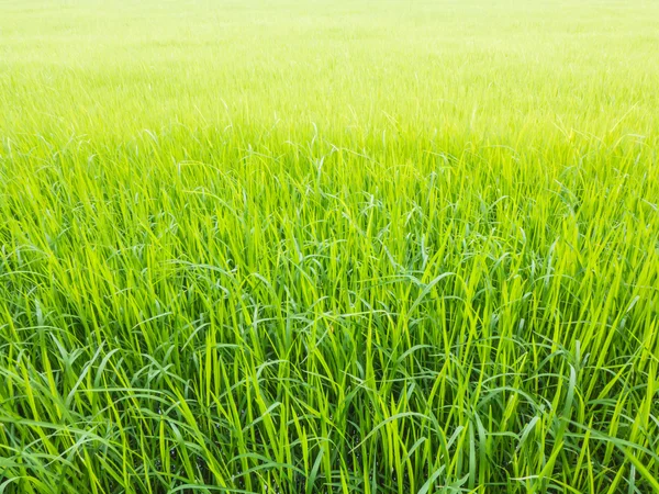Campo de arroz verde na estação chuvosa — Fotografia de Stock