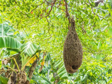  Weaver kuş yuva yüksek ağaç dalı