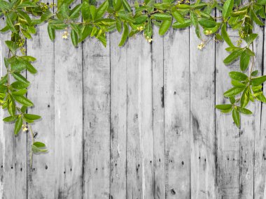 Küçük çiçek çerçeve ile asma yaprağı 