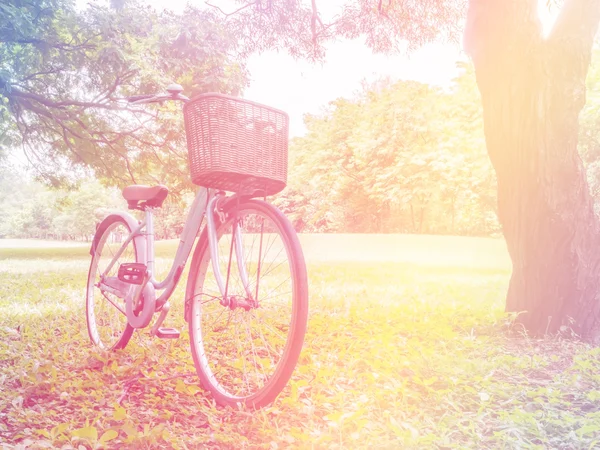 Parcheggio biciclette vicino all'albero nel parco — Foto Stock