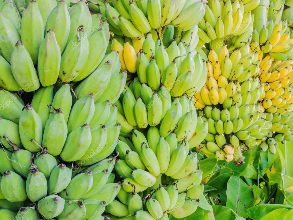 Kucha Spelyh Bananov Stokovaya Fotografiya C P Kanchana Ckachat Kartinku Kucha Spelyh Bananov Stokovaya Fotografiya C P Kanchana Ckachat Kartinku
