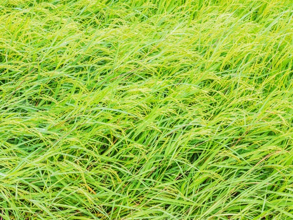 Campos de arroz — Fotografia de Stock