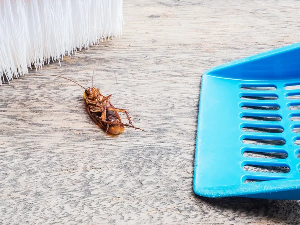 Νεκρή κατσαρίδα — Φωτογραφία Αρχείου
