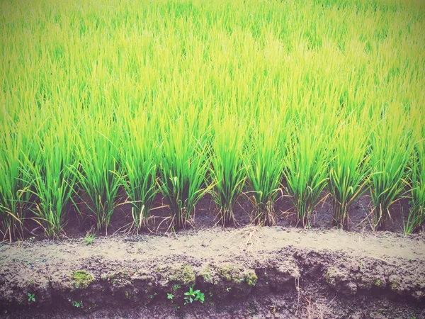 Rice field — Stock Photo, Image