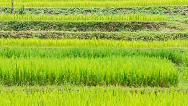 Terraço verde campo de arroz passo na montanha — Fotografia de Stock