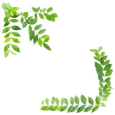 Beyaz arka planda izole edilmiş sarmaşık yaprakları. Doğal çerçeve tasarımı için dal ve yaprak.