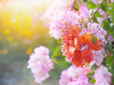 Parkta gün doğumunda turuncu ve pembe Bougainvillea çiçeği ve yeşil yapraklar. Doğal arkaplan.