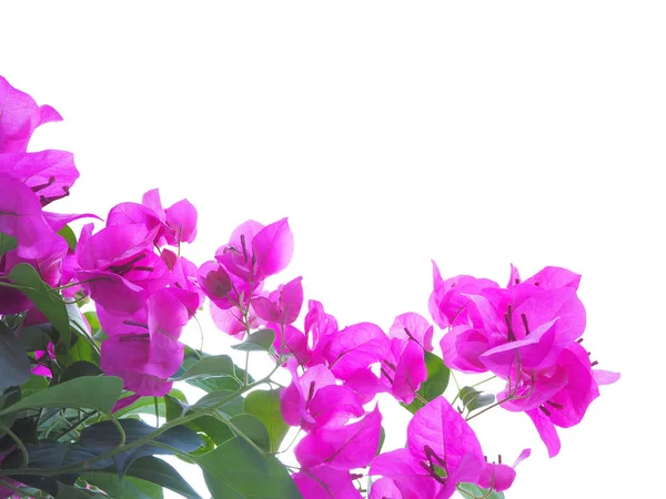 Pembe Bougainvillea çiçeği ve yeşil yapraklar kesme yolu ile beyaz arka planda izole edilmiş. Doğal arkaplan.