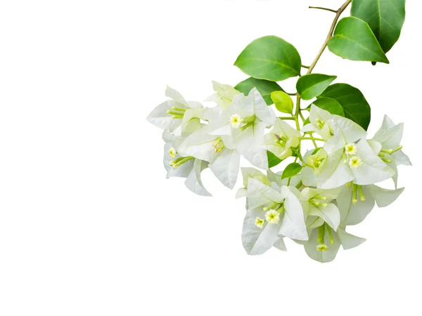 Flor Bougainvillea branca isolada — Fotografia de Stock