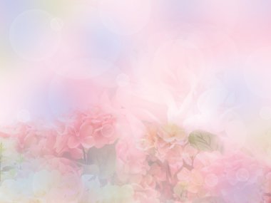 tatlı ortanca çiçek