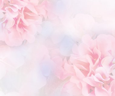 tatlı ortanca çiçek