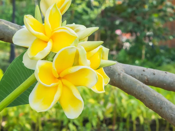Flores de Plumeria Amarilla o Frangipani — Foto de Stock