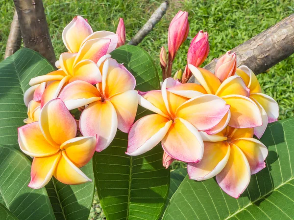 Plumeria rosa o flores de Frangipani —  Fotos de Stock