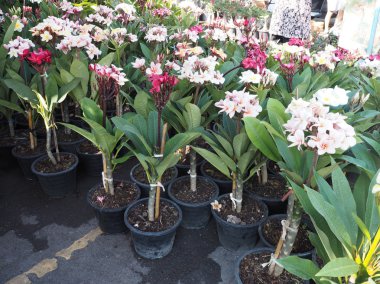 Renkli plumeria bitkiler