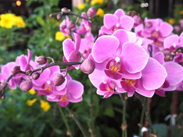 Schöne lila Orchideenblume — Stockfoto