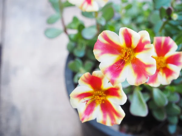 아름 다운 두 색상 꽃 — 스톡 사진