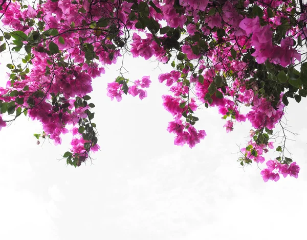 Pink Bougainvillea flower — Stock Photo, Image