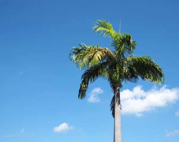 Palmeira e céu azul — Fotografia de Stock