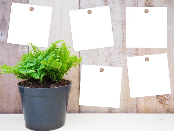 Pequeñas notas vegetales y blancas — Foto de Stock