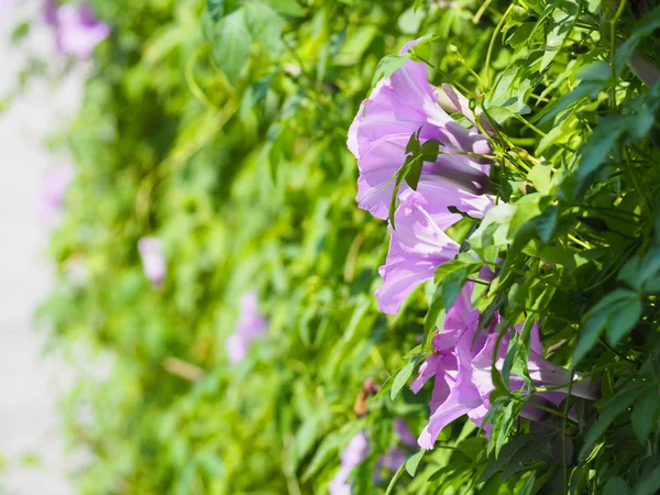 Violet morning glory flower — Stock Photo, Image