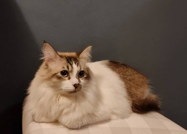 Evcil kedi, kahverengi ve beyaz kürkleriyle dinleniyor.