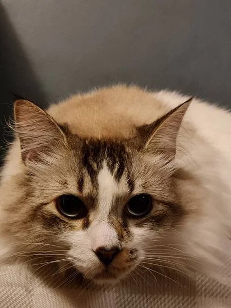 Aproximação Cara Gato Doméstico Com Pele Cores Marrons Brancas — Fotografia de Stock