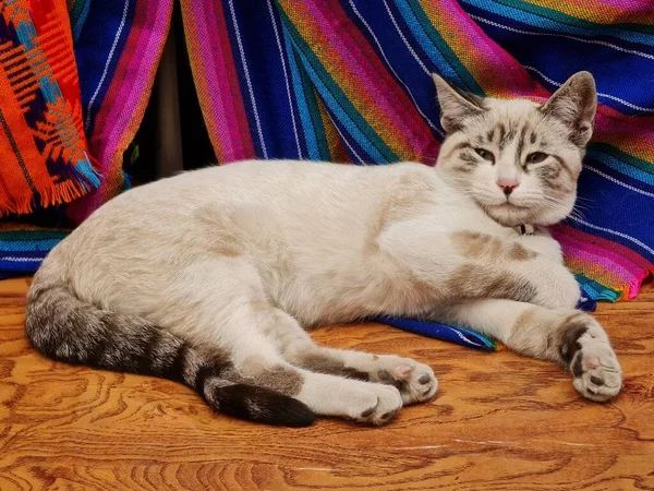 Evcil Kedi Ahşap Bir Yüzeyde Dinleniyor Arka Planda Renkli Kumaşlar — Stok fotoğraf