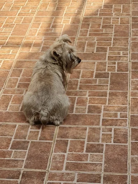 Chien Schnauzer Aux Cheveux Gris Reposant Dans Une Cour — Photo