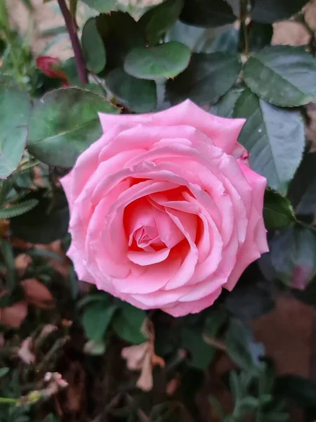 春に庭で薄桃色のバラの花を咲かせ — ストック写真