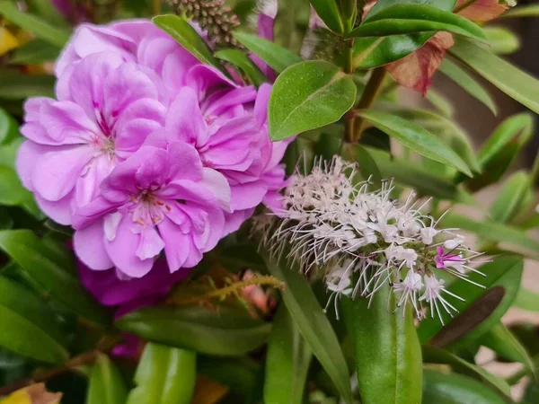 Pink Malbon Flower Garden Spring Season — Stock Photo, Image