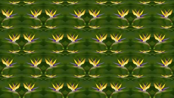 Animated Background Images Bird Paradise Flowers — Stock Video